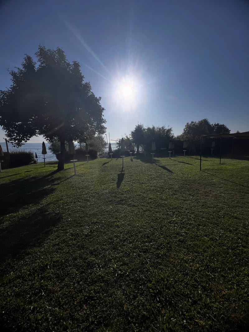 Ranní panorama, trávník se sluncem a stromy u jezera